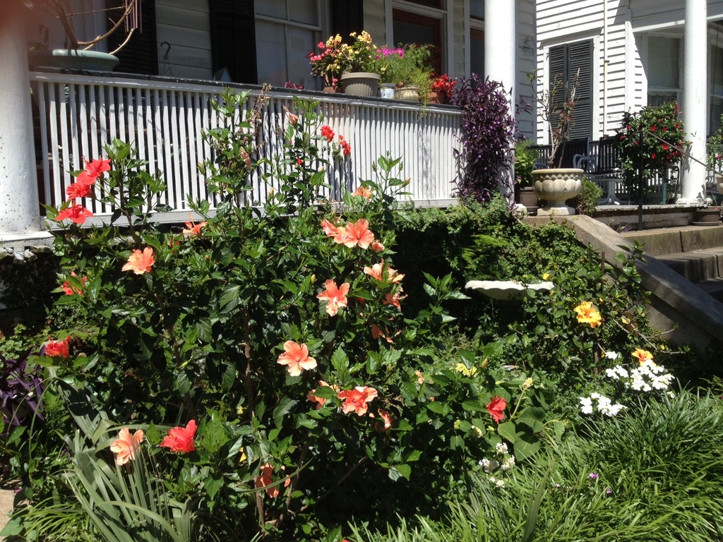Hibiscus and porch, Wraggborough neighborhood, Charleston, SC,  by congaree