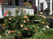 13th May 2013 - Hibiscus and porch, Wraggborough neighborhood, Charleston, SC, 