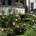 Hibiscus and porch, Wraggborough neighborhood, Charleston, SC,  by congaree