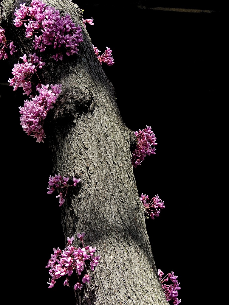 Odd Pink Tree by taffy