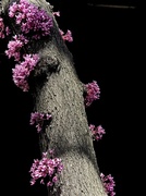 14th May 2013 - Odd Pink Tree