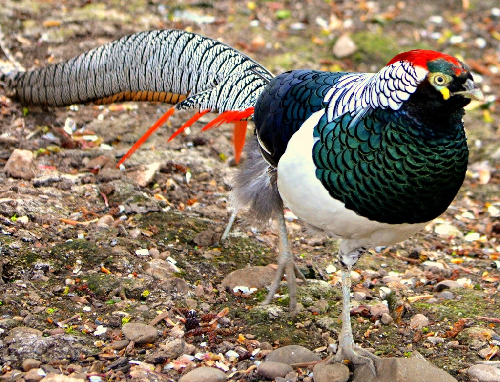 Colourful Pheasant by tonygig