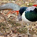 Colourful Pheasant by tonygig