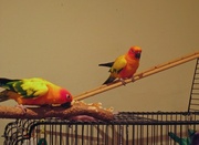 15th May 2013 - Two parrot pic