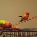 Two parrot pic by alia_801