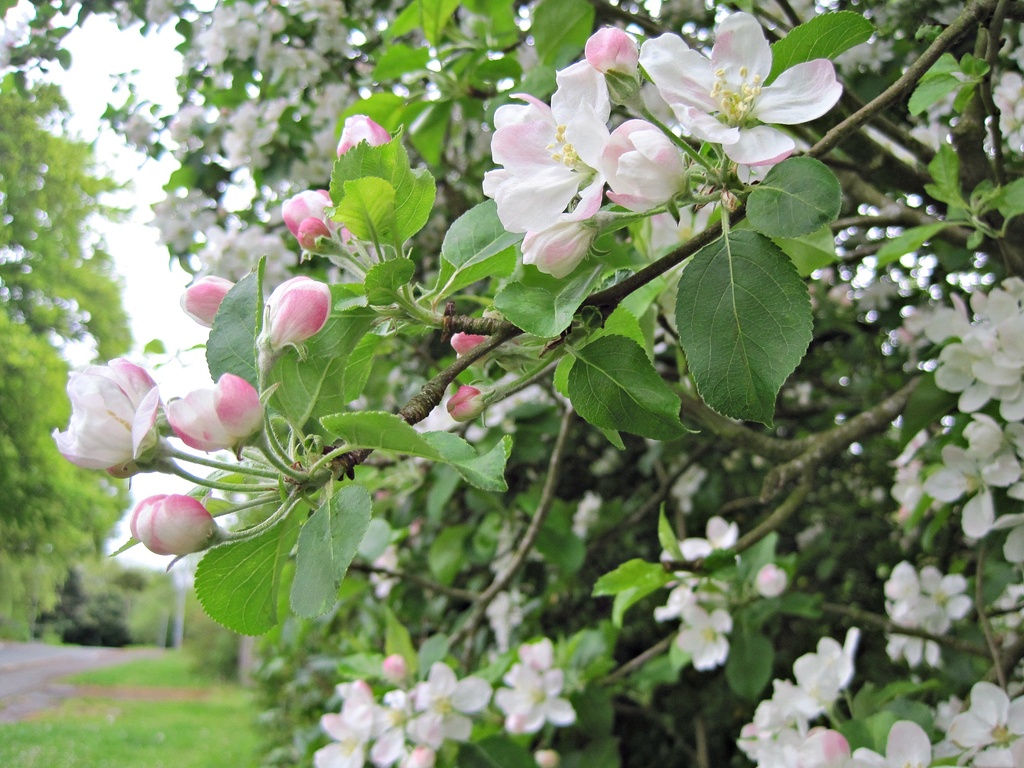 apple blossom by quietpurplehaze