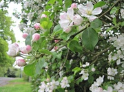 15th May 2013 - apple blossom