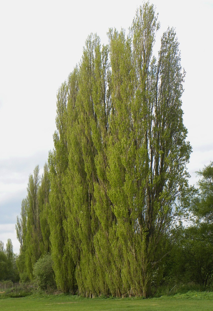 Poplar trees by oldjosh