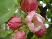 13th May 2013 - Apple blossom....
