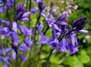 14th May 2013 - Bluebells...