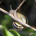 Snail by gardencat