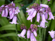 15th May 2013 - Bluebells