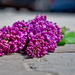 spring lilac :) by walia