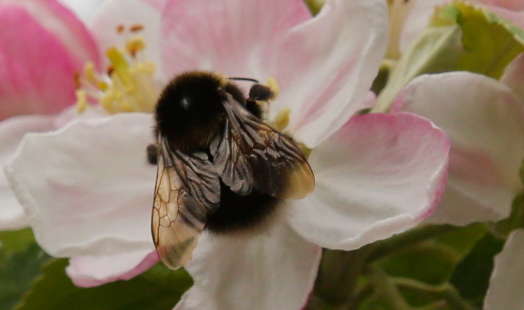 BOB-bee on blossom by padlock