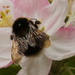 BOB-bee on blossom by padlock