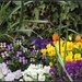 Spring flowers in Cardington by rosiekind