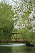 15th May 2013 - Blossom and bridge