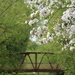 Blossom and bridge by judithg