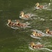 Ducklings - 15-5 by barrowlane