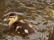 15th May 2013 - Duckling - 15-5