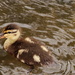 Duckling - 15-5 by barrowlane