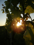 15th May 2013 - Sunset in vineyard