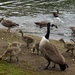 Geese and goslings. by bizziebeeme