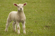 15th May 2013 - Little lamb