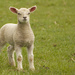 Little lamb by nicolaeastwood