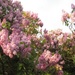 Lilacs on Hall Lane by foxes37