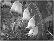 15th May 2013 - Smooth Solomon's Seal