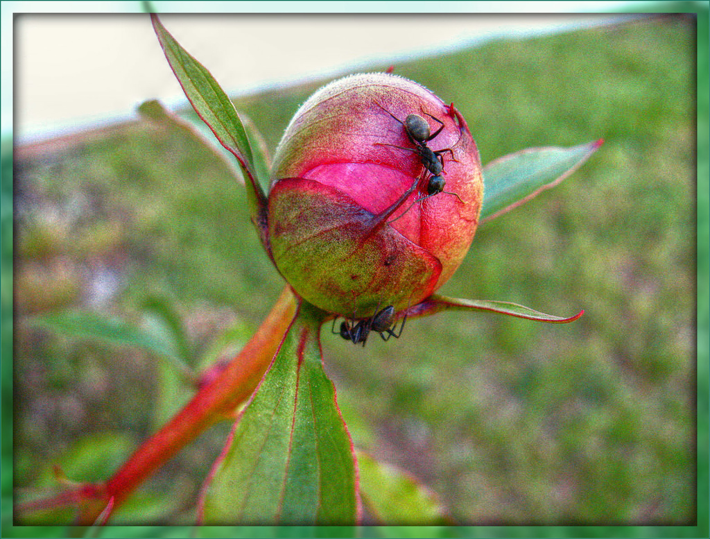 Ants on a Peony by olivetreeann