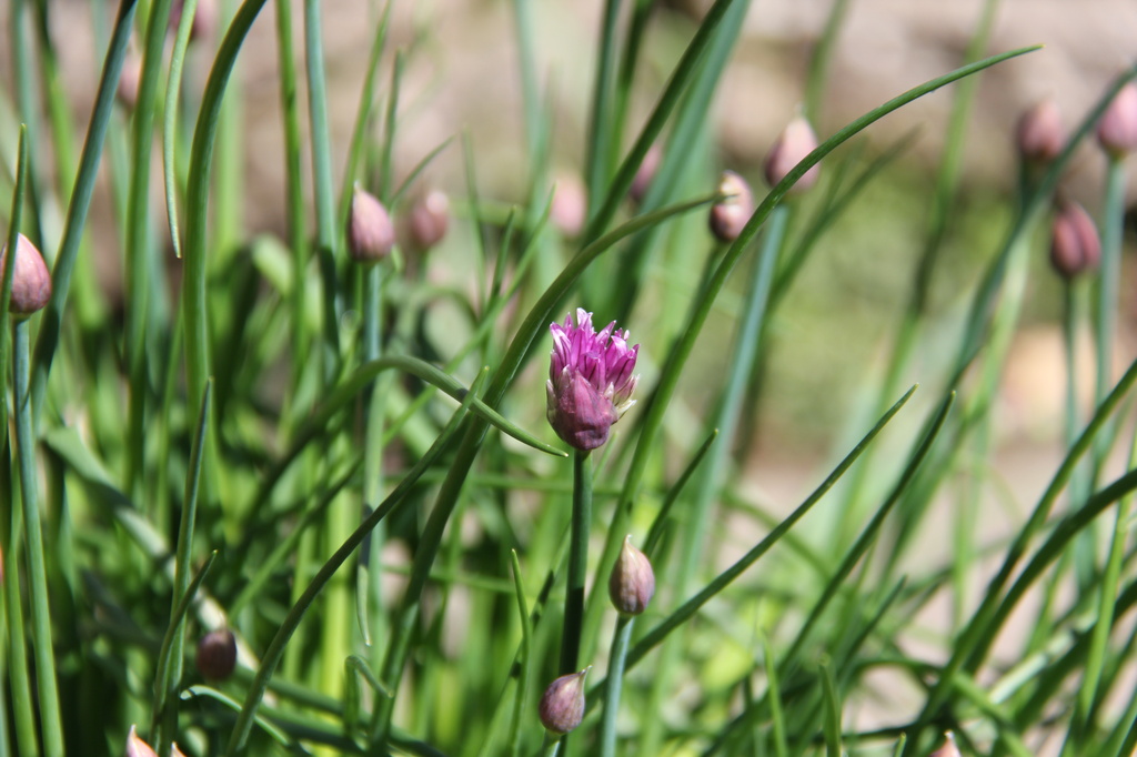 Chives by daffodill