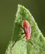 15th May 2013 - Another tiny insect