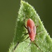 Another tiny insect by kathyladley