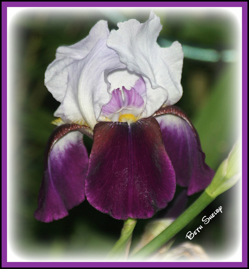 Purple and White Iris by vernabeth