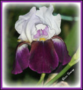 14th May 2013 - Purple and White Iris