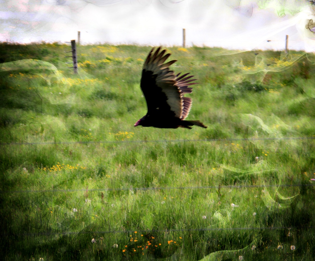Wind Through My Feathers by digitalrn