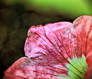 15th May 2013 - Pretty In Pink