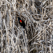 15th May 2013 - Red Winged Blackbird