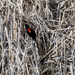 Red Winged Blackbird by dakotakid35