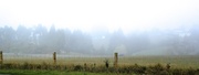 14th May 2013 - The Big Mist