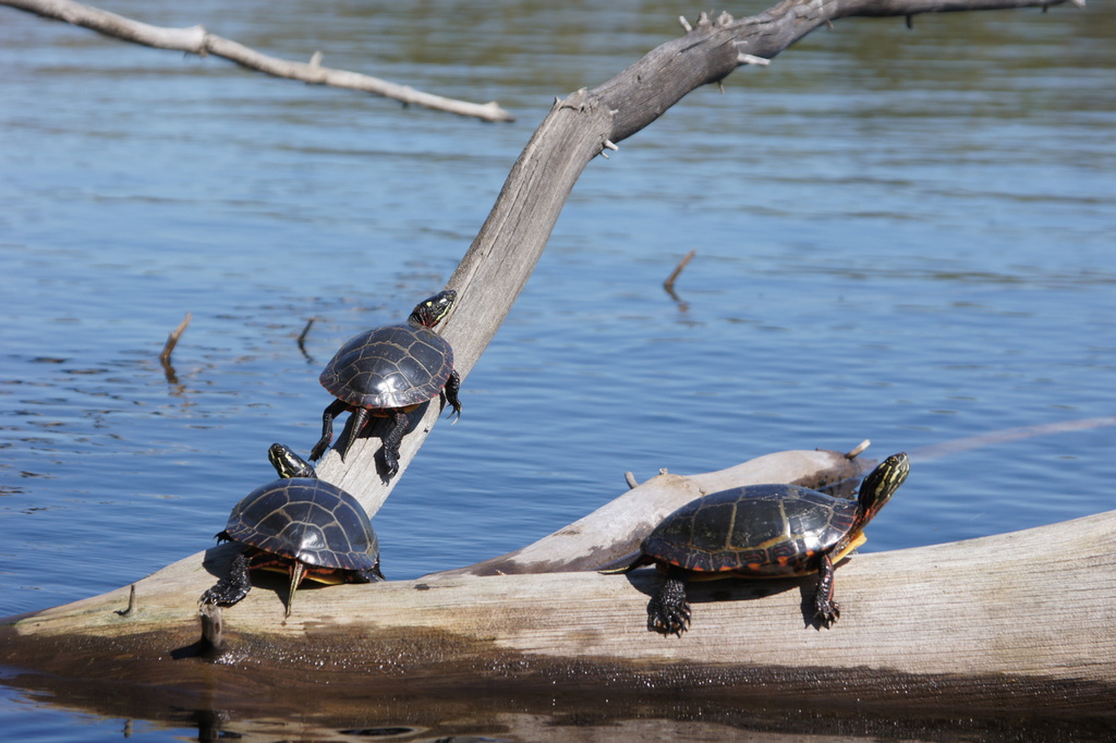 More Turtles by rob257