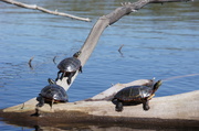 15th May 2013 - More Turtles