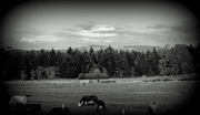15th May 2013 - Pastoral Scene in Shadow of Rainier.
