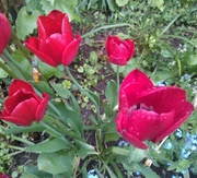 15th May 2013 - Raindrops on tulips...