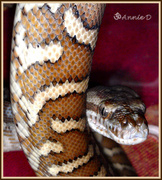 13th May 2013 - bredlii carpet python