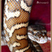 bredlii carpet python by annied