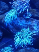 7th May 2013 - Sea Anemones