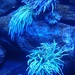 Sea Anemones by denidouble
